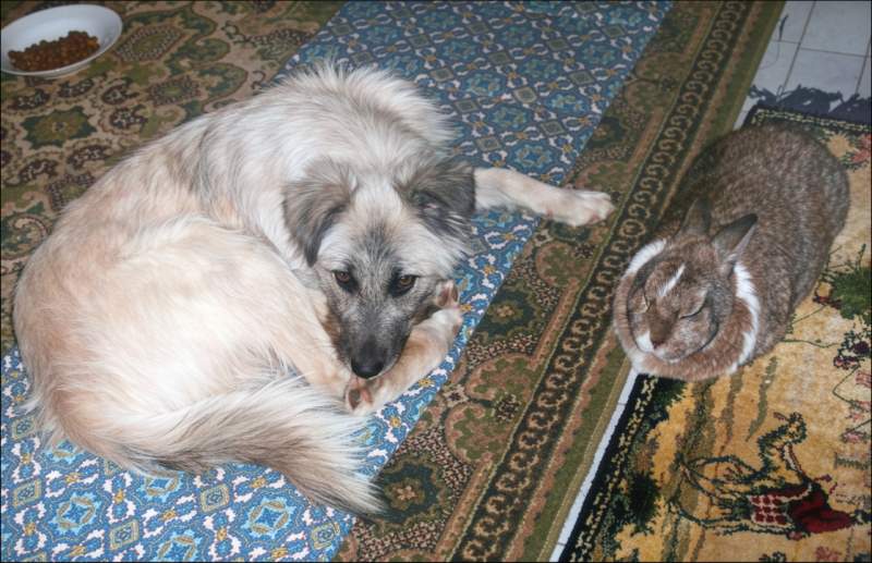 Ricky and rabbit
